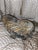 Nautilus Shell Planter, Mid Century Modern. Cast Iron Nautilus Shell Planter. For Sale In Miami - Image 6 of 11