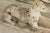 Sculpture Materials Early 20th Century English Pair of Cast Stone Whippet Garden Statues For Sale - Image 7 of 12