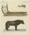 Dog from Baffin Bay Greenland and a Dog Sled, Paper For Sale