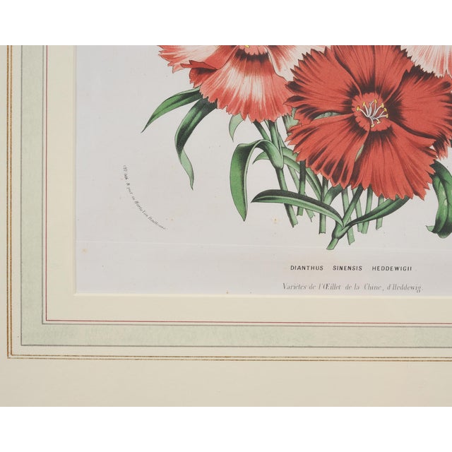 Set of Nine Botanical Lithograph Prints After Louis Van Houtte For Sale - Image 16 of 18