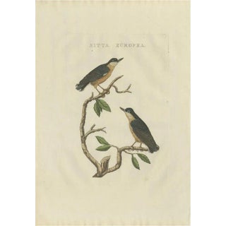After Sepp & Nozeman, The Eurasian Nuthatch, 1829, Print For Sale