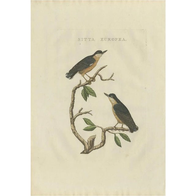 After Sepp & Nozeman, The Eurasian Nuthatch, 1829, Print For Sale