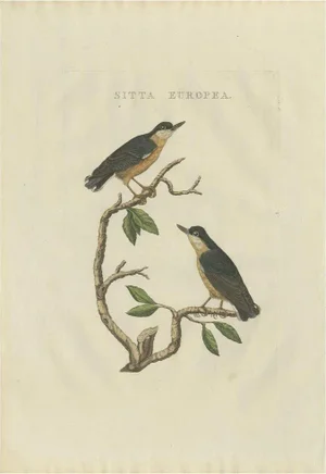 After Sepp & Nozeman, The Eurasian Nuthatch, 1829, Print