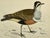 Illustration Antique Hand Tinted Bird Print From England Featuring a Brown Dotterel - Circa 1888 For Sale - Image 3 of 11
