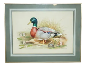 M Shermorne, Duck, Ornithology Watercolour