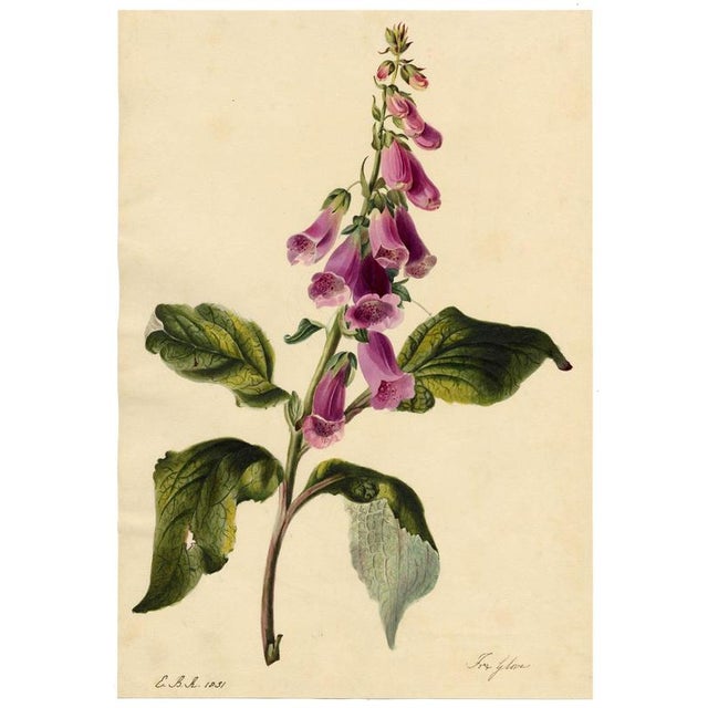E.B.R., Foxglove (Digitalis) Flower, Watercolour For Sale - Image 3 of 7