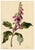 E.B.R., Foxglove (Digitalis) Flower, Watercolour For Sale - Image 3 of 7