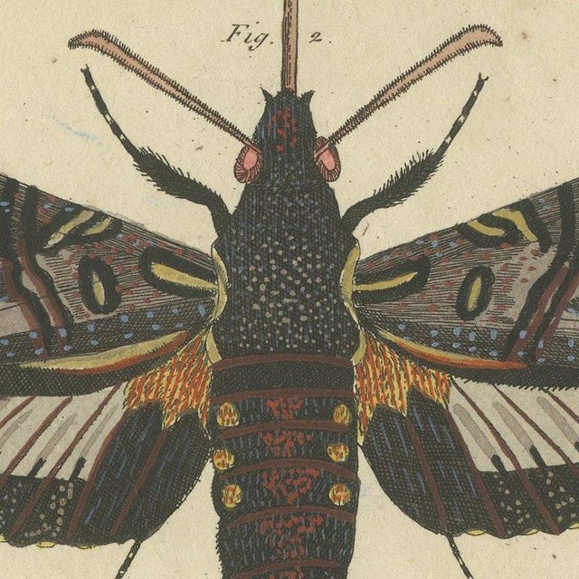 Paper Bertuch, Two Large Exotic Moths, 1815, Print For Sale - Image 7 of 12