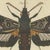 Paper Bertuch, Two Large Exotic Moths, 1815, Print For Sale - Image 7 of 12