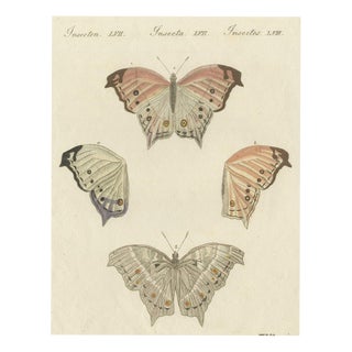 Bertuch, Exotic Butterfly with Wing Details, 1812, Print For Sale