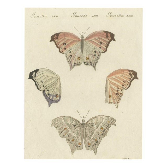 Bertuch, Exotic Butterfly with Wing Details, 1812, Print For Sale