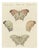 Bertuch, Exotic Butterfly with Wing Details, 1812, Print For Sale
