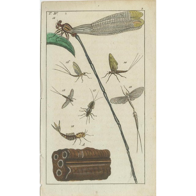 Title: Stunning Antique Natural History Prints: Insects and Life Cycles in Exquisite Detail : This set of four original...