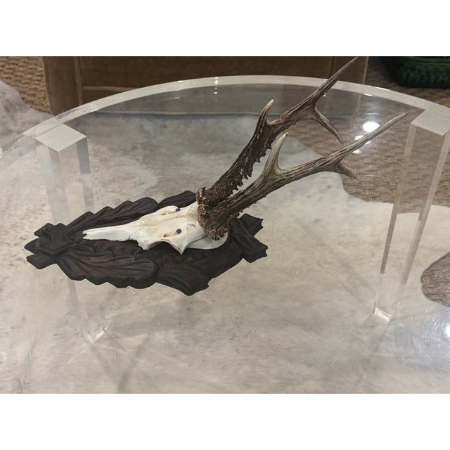 Antique Black Forest Roe Deer Trophy Antler Mount - (#2 of 3 Individual Mounts Listed) For Sale In Little Rock - Image 6 of 12