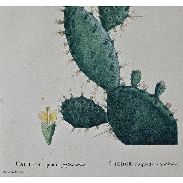 Flowering Cactus: Redoute Hand-Colored Engraving "Cactus Opuntia Polyanthos", 1799 For Sale - Image 4 of 6