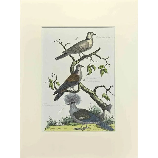 Johann Friedrich Naumann, Tourtorelle with Necklace, Etching, 1840 For Sale - Image 3 of 3