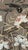 Schumacher Schumacher 172934 Lotus Garden Mocha Fabric 8 Yards For Sale - Image 4 of 8