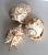Collection of Three Seashells For Sale - Image 4 of 9