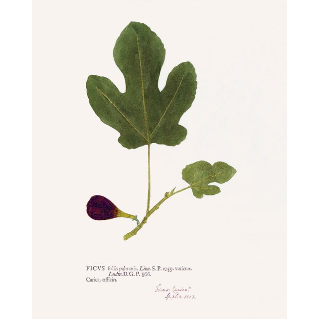 Antique Botanical Set in Oxblood - Set of 8 16" X 20" For Sale - Image 9 of 15