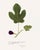 Antique Botanical Set in Oxblood - Set of 8 16" X 20" For Sale - Image 9 of 15
