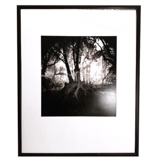 Vintage Large Photo - a Forest For Sale