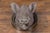 An English terracotta hog head from the late 19th century, with new custom iron frame. Created in England during the last...