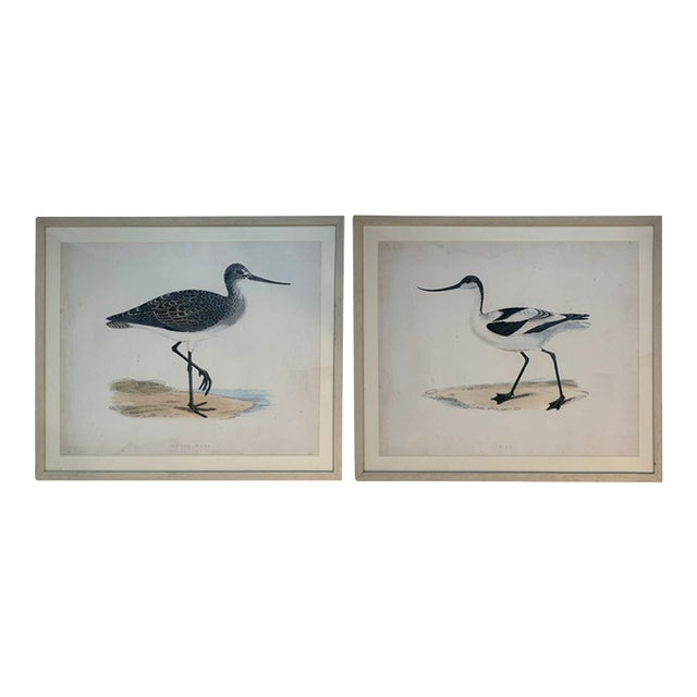Oversized Ballard Designs Audubon Style Coastal Shorebird Prints – A Pair For Sale