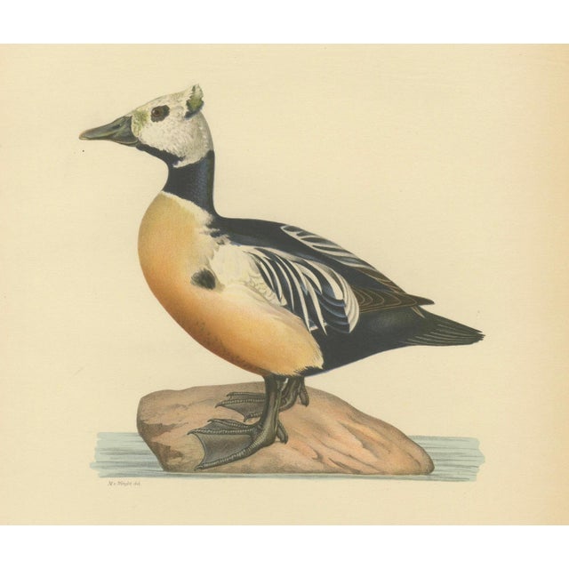 Antique Stellers Eider Duck Lithographs with Male and Female Pair, Sweden, 1929, Set of 2 For Sale - Image 4 of 9