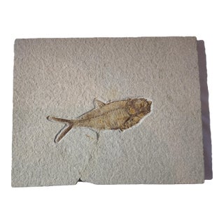 Eocene Fossil Fish Plate – Green River Formation, Wyoming For Sale