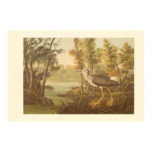 1966 Vintage Farmhouse Cottage XL Print "Yellowshank" After John James Audubon