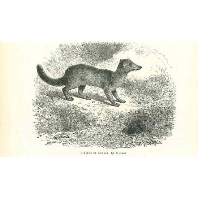 Eupleres is an original lithograph on ivory-colored paper, realized by Paul Gervais (1816-1879). The artwork is from The...