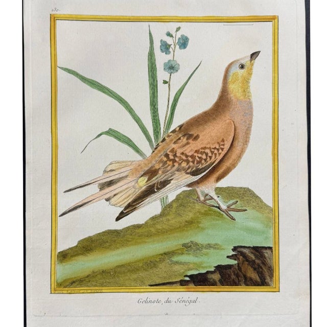 Set of Six Finely Framed Original Engravings of Grouse by François-Nicolas Martinet, 18th Century For Sale - Image 10 of 16