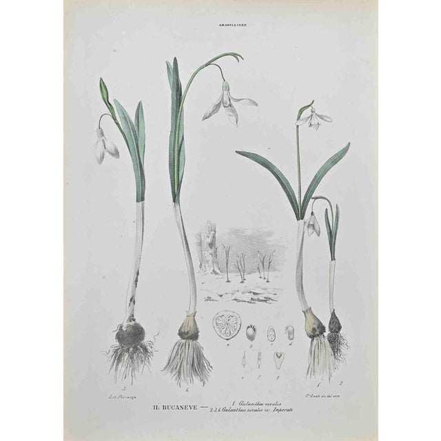 Vincenzo Tenore, The Bucaneva, Lithograph, 1870s For Sale