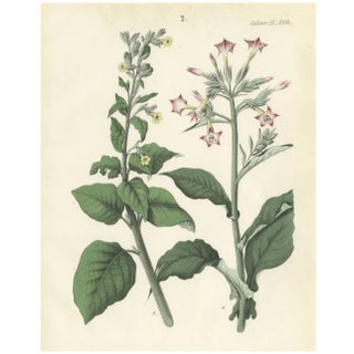 Carl Georg Calwer, Botanical Illustration of Nicotiana Tabacum and Nicotiana Rustica, 1854, Hand-Colored Lithograph For Sale
