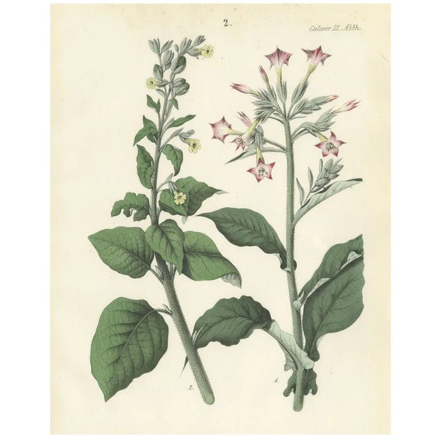 Carl Georg Calwer, Botanical Illustration of Nicotiana Tabacum and Nicotiana Rustica, 1854, Hand-Colored Lithograph For Sale