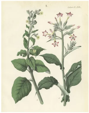 Carl Georg Calwer, Botanical Illustration of Nicotiana Tabacum and Nicotiana Rustica, 1854, Hand-Colored Lithograph