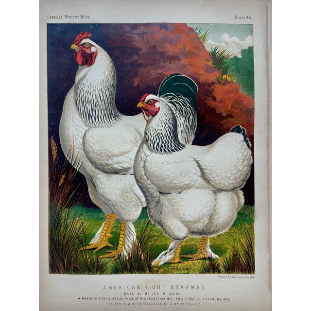 Set of 4 original chromolithographs from Cassell's Poultry Book, circa 1890. Featuring beautifully illustrated prize-...