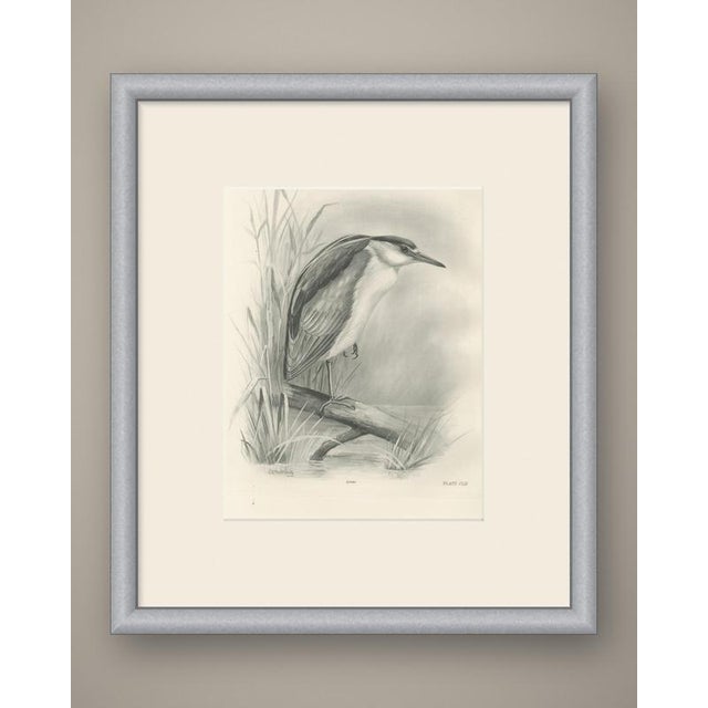 This antique bird print shows a night heron perched on a broken branch above the water, the heavy black crown and mantle...