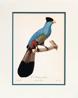 1960s French Bird Print, Jacques Barraband, the Giant Touraco