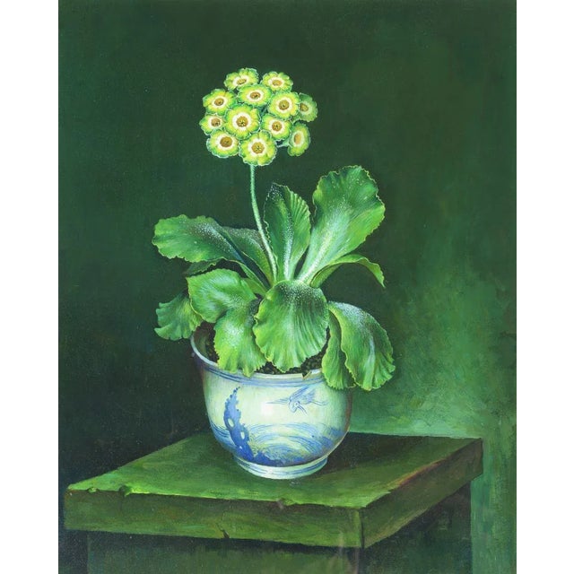 Gouache on paper drawing depicting a light green and yellow auricula in a Chinese blue and white pot on a stone ledge....