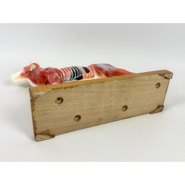 Vintage Vinyl Dog Acupuncture Model, 1970s For Sale - Image 11 of 16