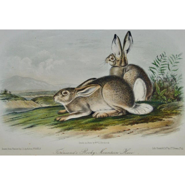 This is an original 19th century John James Audubon hand colored lithograph entitled "Townsend's Rocky Mountain Hare", No....