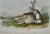 This is an original 19th century John James Audubon hand colored lithograph entitled "Townsend's Rocky Mountain Hare", No....