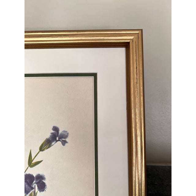 Original Vintage Botanical Prints Framed Set of 6 - Authentic 1953 Prints For Sale In Greensboro - Image 6 of 7