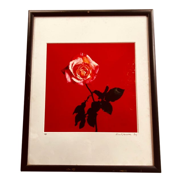 Francesco Scavullo "Rose" Photograph 1994 - Artist's Proof Botanical Still Life For Sale