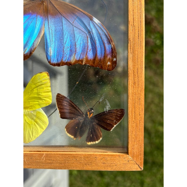 Butterflies For Sale - Image 11 of 11