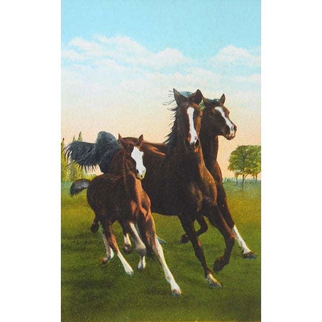 Vintage circa 1920's postcard print. Titled "The Three Graces" from the W. K. Kellogg Arabian Horse Ranch, Pomona...