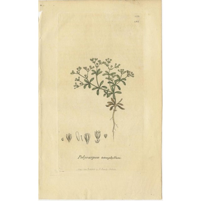 After James Sowerby, Botanical Illustrations of Grasses & Wildflowers, 1830s, Engravings, Set of 9 For Sale - Image 10 of 11