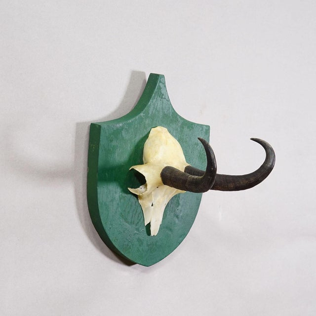 Antique Black Forest Chamois Trophy on Green Plaque - Salem Germany 1900 For Sale - Image 4 of 7