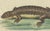 Bertuch, Lizards and Newts, 1800, Handcolored Engraving For Sale - Image 4 of 6